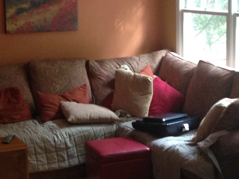 Illustration for article titled GT Pet Post (with bonus hide and seek)